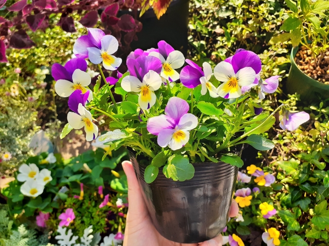 冬支度の心に寄り添う花たち｜静かな季節に咲くやさしさ