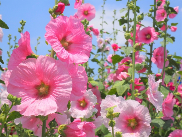 7月8日の誕生花「ホリホック」｜まっすぐ空へ伸びる、美しさと豊かな実りの花